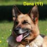 DSHN Dauerpflegehund seit 06.05.2015 